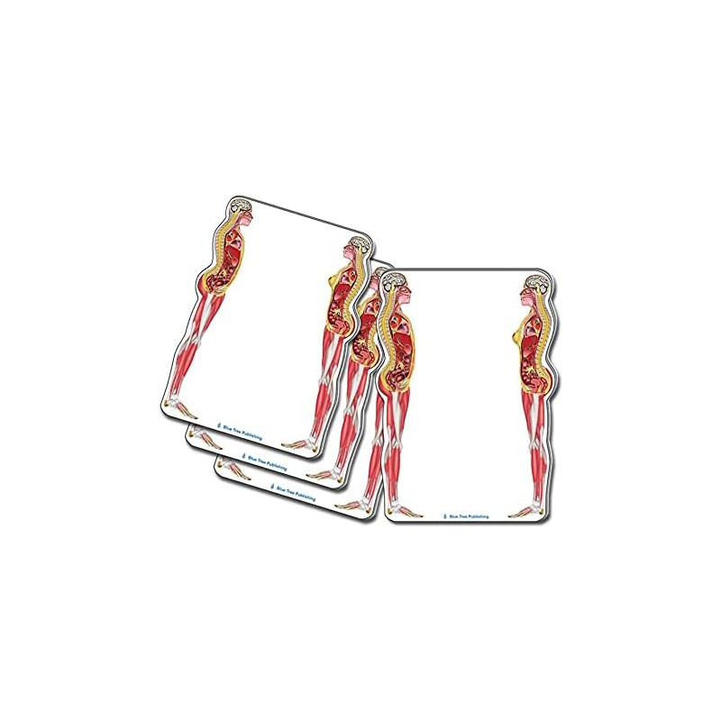 Female and Male Anatomical Sticky Note 4 pack set
