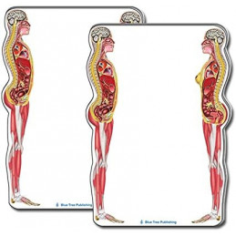 Female and Male Anatomical Sticky Note 2pack set