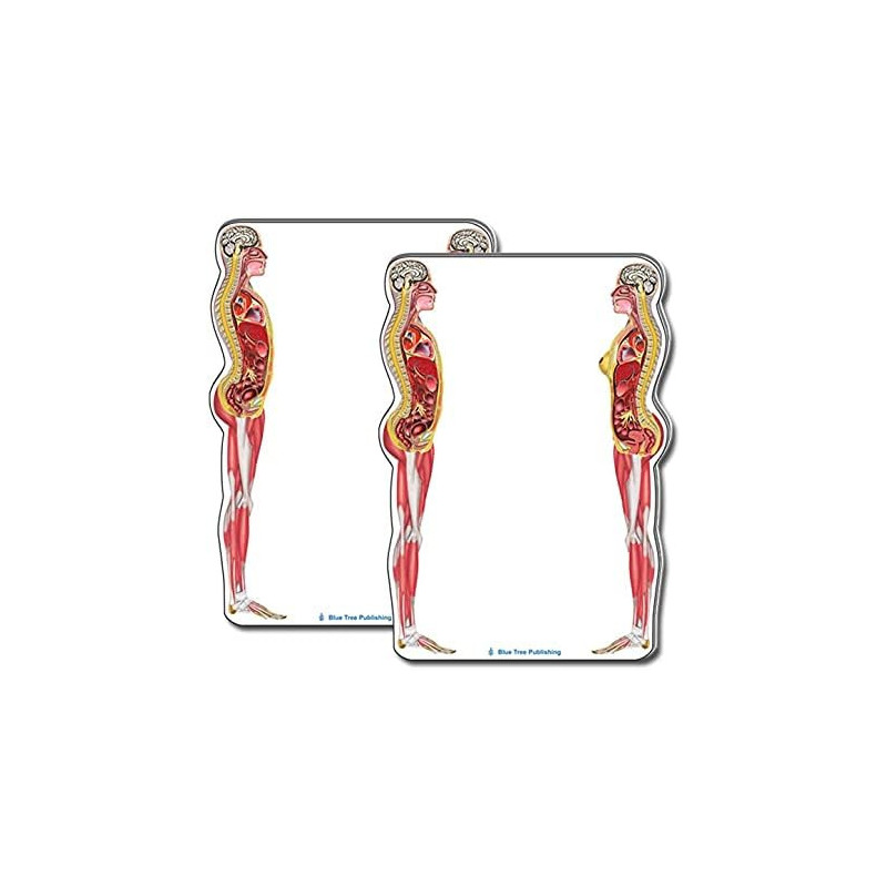 Female and Male Anatomical Sticky Note 2pack set