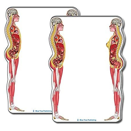 Female and Male Anatomical Sticky Note 2pack set