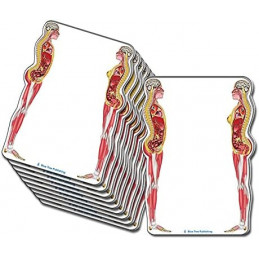 Female and Male Anatomical Sticky Note set 10 Pack