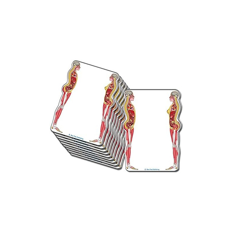 Female and Male Anatomical Sticky Note set 10 Pack