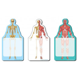 Fun Anatomy Sticky Notes Collection, 3Pack-100