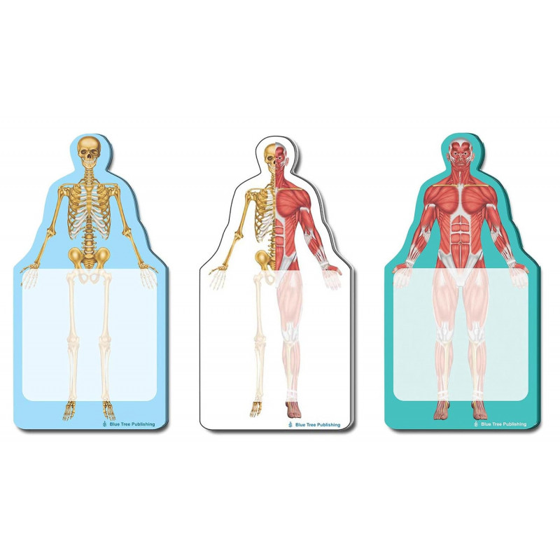 Fun Anatomy Sticky Notes Collection, 3Pack-100