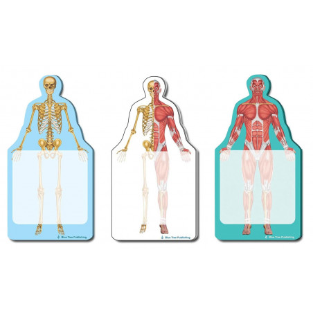 Fun Anatomy Sticky Notes Collection, 3Pack-100