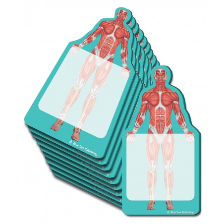 Anatomy Sticky Notes Muscles 10 pack