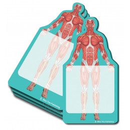 Anatomy Sticky Notes Muscles 10 pack
