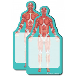 Anatomy Sticky Notes Muscles 2 pack