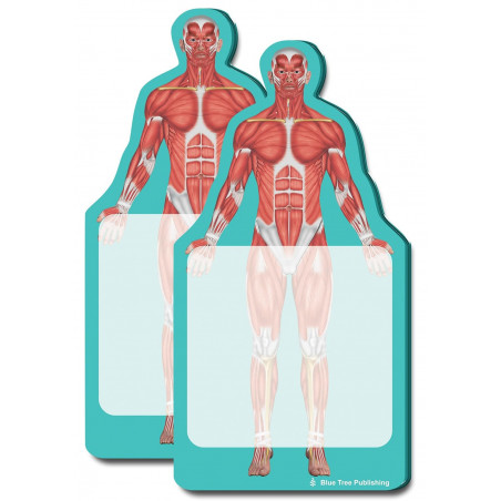 Anatomy Sticky Notes Muscles 2 pack