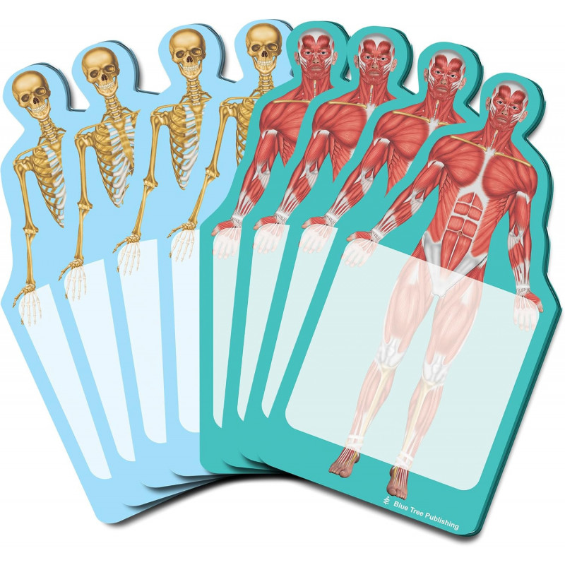 Skeleton and muscle Sticky Notes Collection, 8 Pack-100 Sheets Per Pack