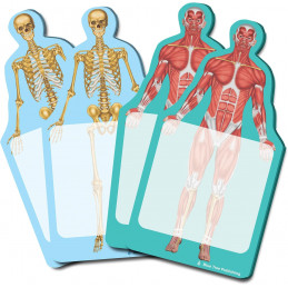 Skeleton and muscle Sticky Notes Collection, 4 Pack-100 Sheets Per Pack