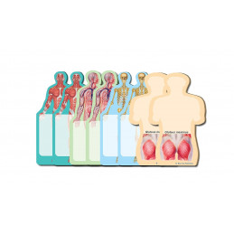 Anatomy Body Sticky Notes Collection, 8 Pack-100 Sheets Per Pack