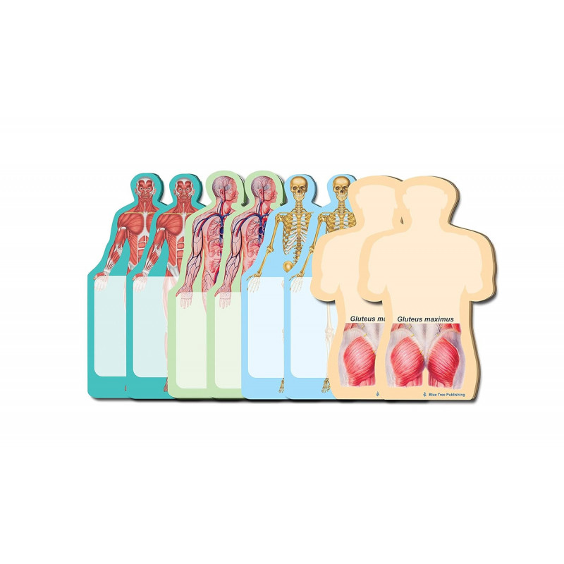 Anatomy Body Sticky Notes Collection, 8 Pack-100 Sheets Per Pack