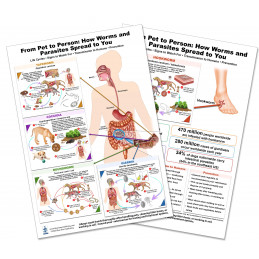 Parasite & Worm Transmission Chart – Pet to Human A4 Reference | Blue Tree Publishing