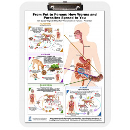 From Pet to Person: How Worms and Parasites Spread to You – Educational Clipboard