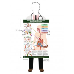 Parasite & Worm Transmission Poster – Pet to Human Reference | Blue Tree Publishing