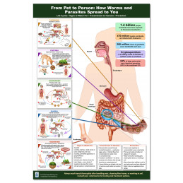 Parasite & Worm Transmission Poster – Pet to Human Reference | Blue Tree Publishing