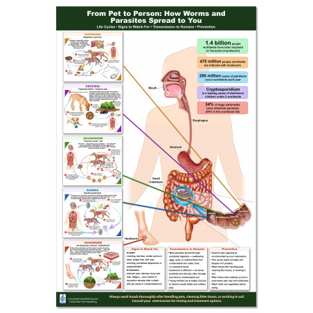 Parasite & Worm Transmission Poster – Pet to Human Reference | Blue Tree Publishing