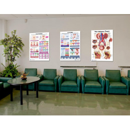Urinary Tract Health Poster Set – UTI in Women, UTI in Men & Urinary Tract Anatomy Charts (Set of 3)
