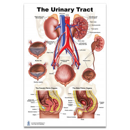 Urinary Tract Poster Set – UTI in Women & Men + Anatomy Chart (3-Pack)