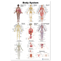 Human Body Systems Educational Poster – Anatomy Wall Chart for Classroom, School, Office or Clinic – 12 Major Human Systems Diag