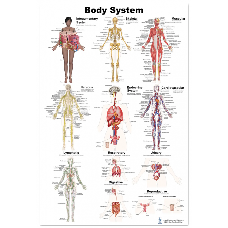 Human Body Systems Educational Poster – Anatomy Wall Chart for Classroom, School, Office or Clinic – 12 Major Human Systems Diag