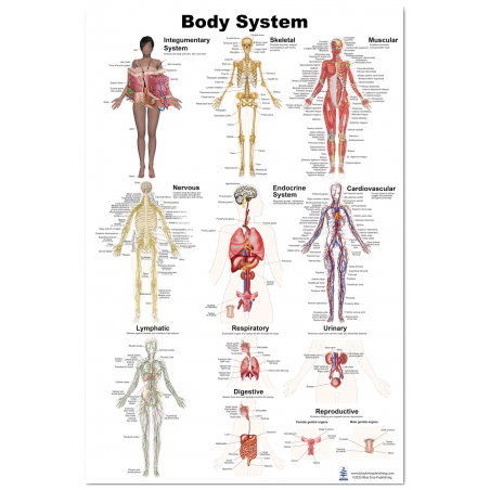 Human Body Systems Educational Poster – Anatomy Wall Chart for Classroom, School, Office or Clinic – 12 Major Human Systems Diag