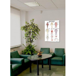 Human Body Systems Educational Poster – Anatomy Wall Chart for Classroom, School, Office or Clinic – 12 Major Human Systems Diag