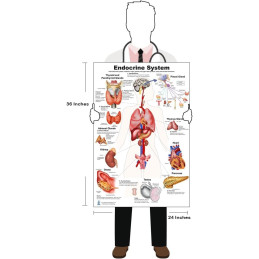 Endocrine Systems Educational Poster – Anatomy Wall Chart for Classroom, School, Office or Clinic – 12 Major Human Systems Diag