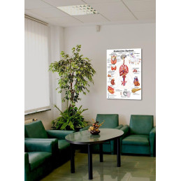 Endocrine Systems Educational Poster – Anatomy Wall Chart for Classroom, School, Office or Clinic – 12 Major Human Systems Diag