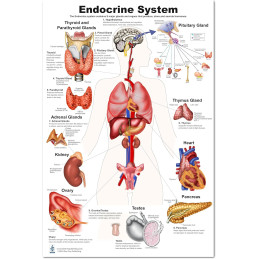 Blue Tree Publishing Endocrine Systems Poster, Thyroid, Pituitary, Pancreas, Adrenal, Ovary, Testes (24 x 36 inch)