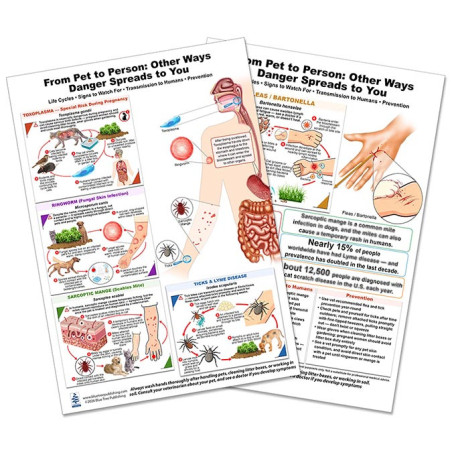 Blue Tree Publishing – Pet-to-Person Disease Chart (Toxoplasma, Ringworm, Ticks & Fleas)