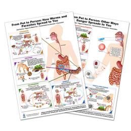 Blue Tree Publishing – Pet-to-Person Zoonotic Disease Chart Set (A4, 2-Pack)