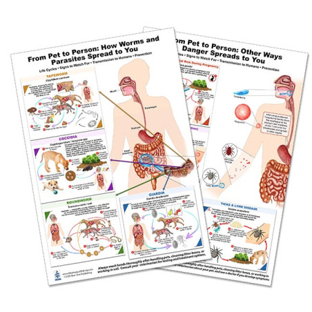 Blue Tree Publishing – Pet-to-Person Zoonotic Disease Chart Set (A4, 2-Pack)