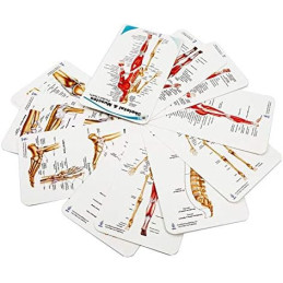 Blue Tree Publishing – Muscles & Skeletal Anatomy Pocket Reference Chart