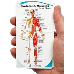 Muscles and Skeletal Anatomy Pocket Reference Chart – Shoulder, Elbow, Hand, Hip, Knee, Foot & Spine