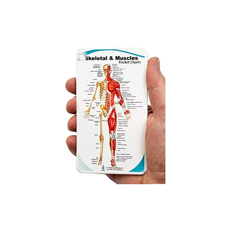 Muscles and Skeletal Anatomy Pocket Reference Chart – Shoulder, Elbow, Hand, Hip, Knee, Foot & Spine