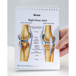 Muscles & Bones Anatomy Flip Book – 23 Pages, 5"x8"
