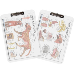 Dog Anatomy Clipboard Set | 2-Piece Veterinary Reference Clipboards | Blue Tree Publishing