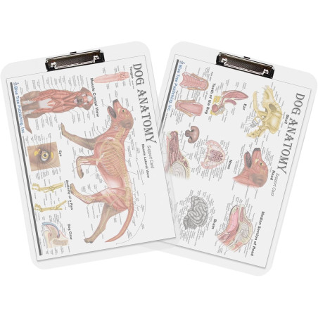 Dog Anatomy Clipboard Set | 2-Piece Veterinary Reference Clipboards | Blue Tree Publishing