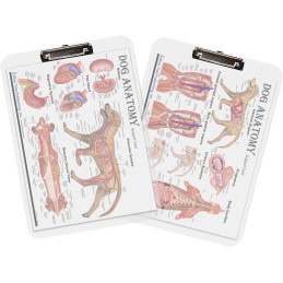 Dog Anatomy Clipboard Set | 2-Piece Veterinary Reference Clipboards | Blue Tree Publishing
