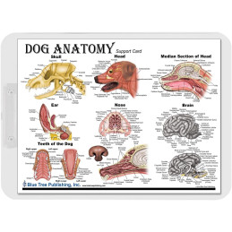 Dog Anatomy Clipboard Set | 2-Piece Veterinary Reference Clipboards | Blue Tree Publishing