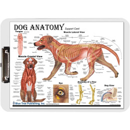 Dog Anatomy Clipboard Set | 2-Piece Veterinary Reference Clipboards | Blue Tree Publishing