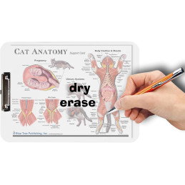Cat Anatomy Clipboard Set | 2-Piece Veterinary Reference Clipboards | Blue Tree Publishing