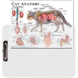 Cat Anatomy Clipboard Set | 2-Piece Veterinary Reference Clipboards | Blue Tree Publishing