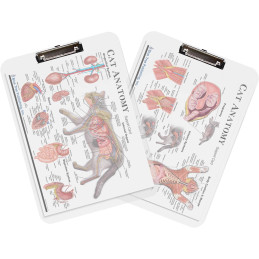 Cat Anatomy Clipboard Set | 2-Piece Veterinary Reference Clipboards | Blue Tree Publishing