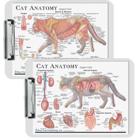 Cat Anatomy Clipboard Set | 2-Piece Veterinary Reference Clipboards | Blue Tree Publishing