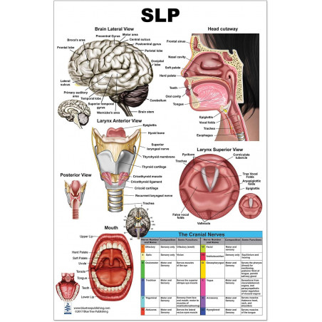 SLP Poster 24 inch x 36