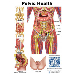 Pelvic Health and Pelvic floor Anatomical Chart Male