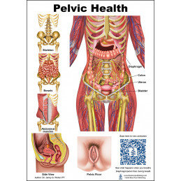 Pelvic Health and Pelvic floor Anatomical Chart Female